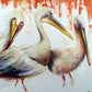 Pelicans